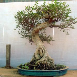 Picture of Bonsai Tree