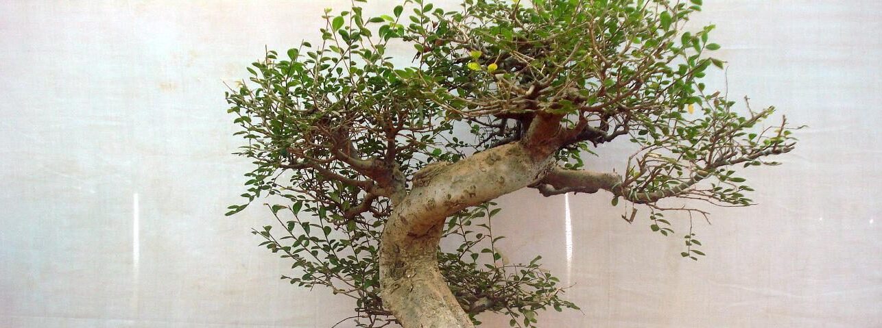 Picture of Bonsai Tree