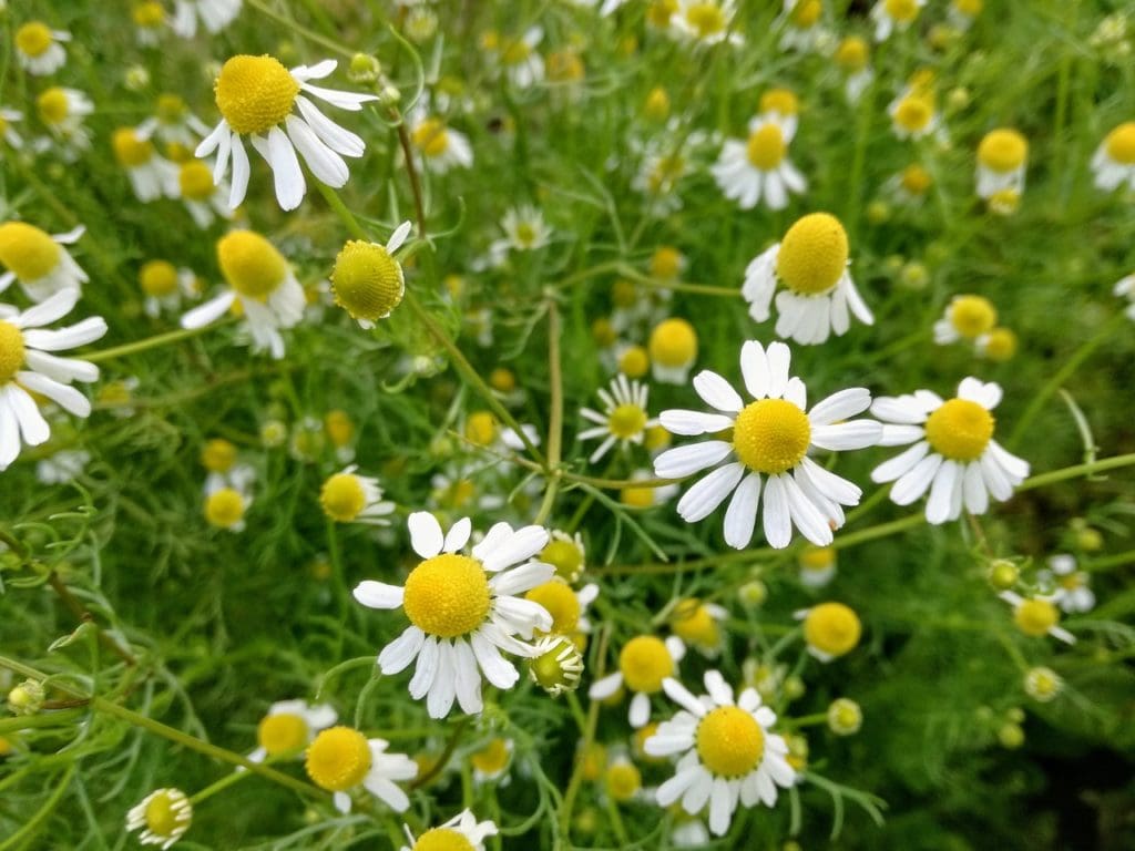 Picture of German Chamomile