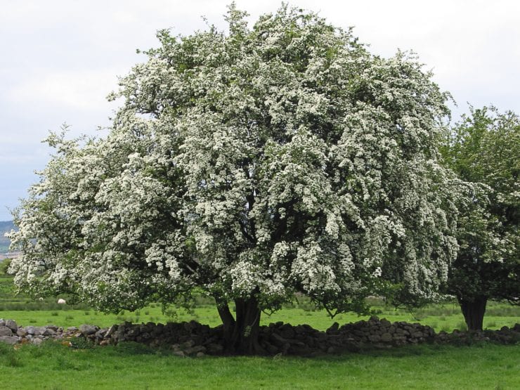 picture of hawthorn