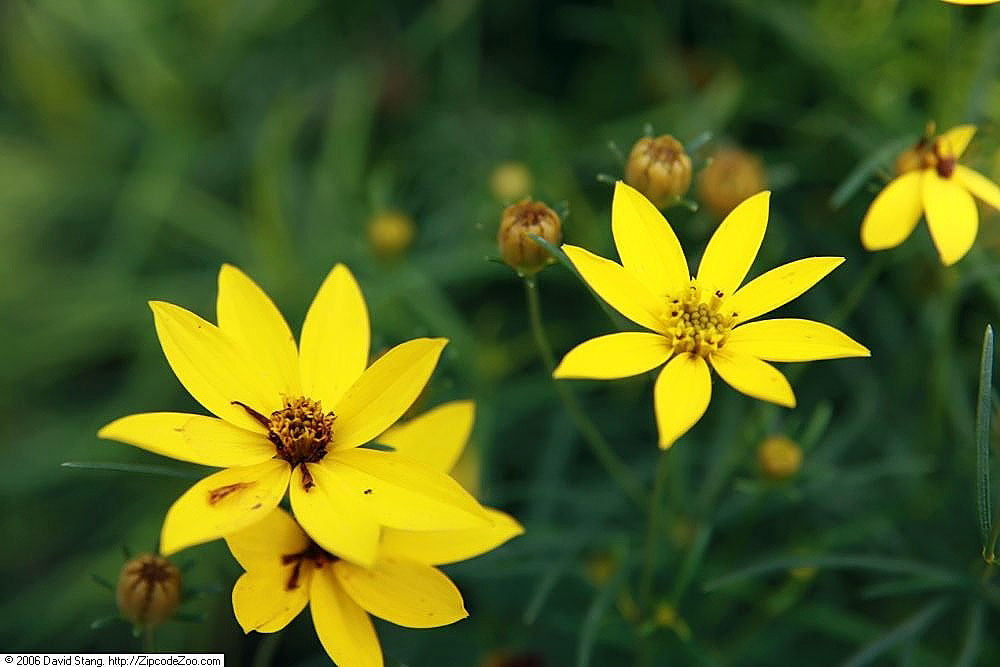 picture of coreopsis zagreb