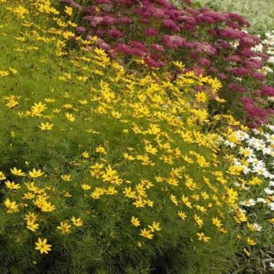 picture of coreopsis