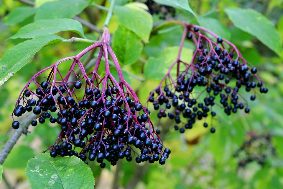 picture of elderberries