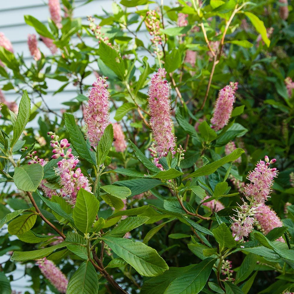 picture of clethra ruby spice