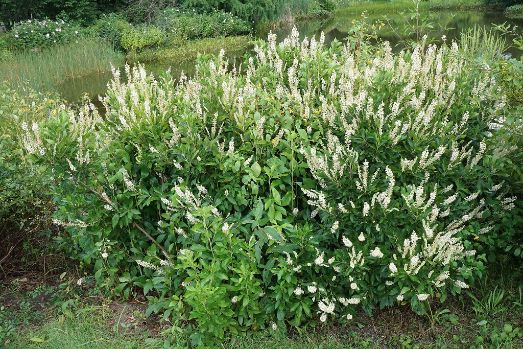 picture of clethra sixteen candles