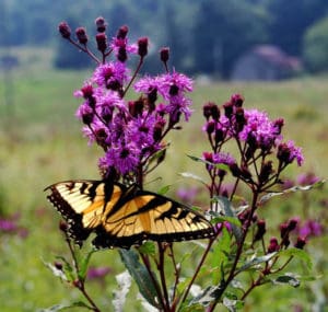 Vernonia l. 'Iron Butterfly' - Ironweed