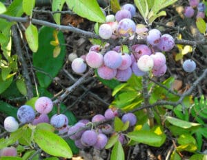 picture of beach plums