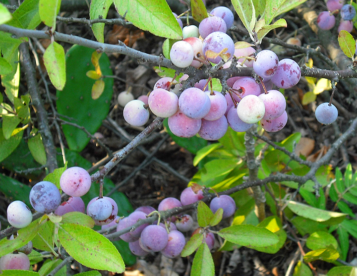 Beach Plum sweet plant, sour fruit Inland Bays Garden Center