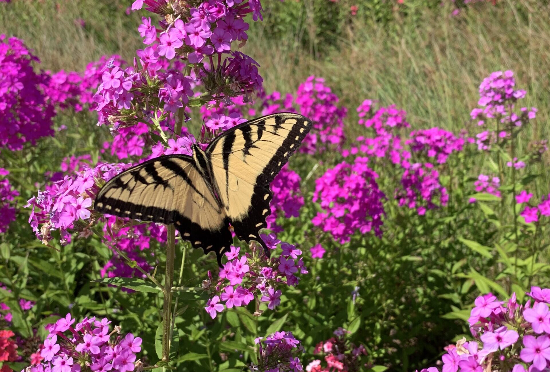 picture of swallowtail