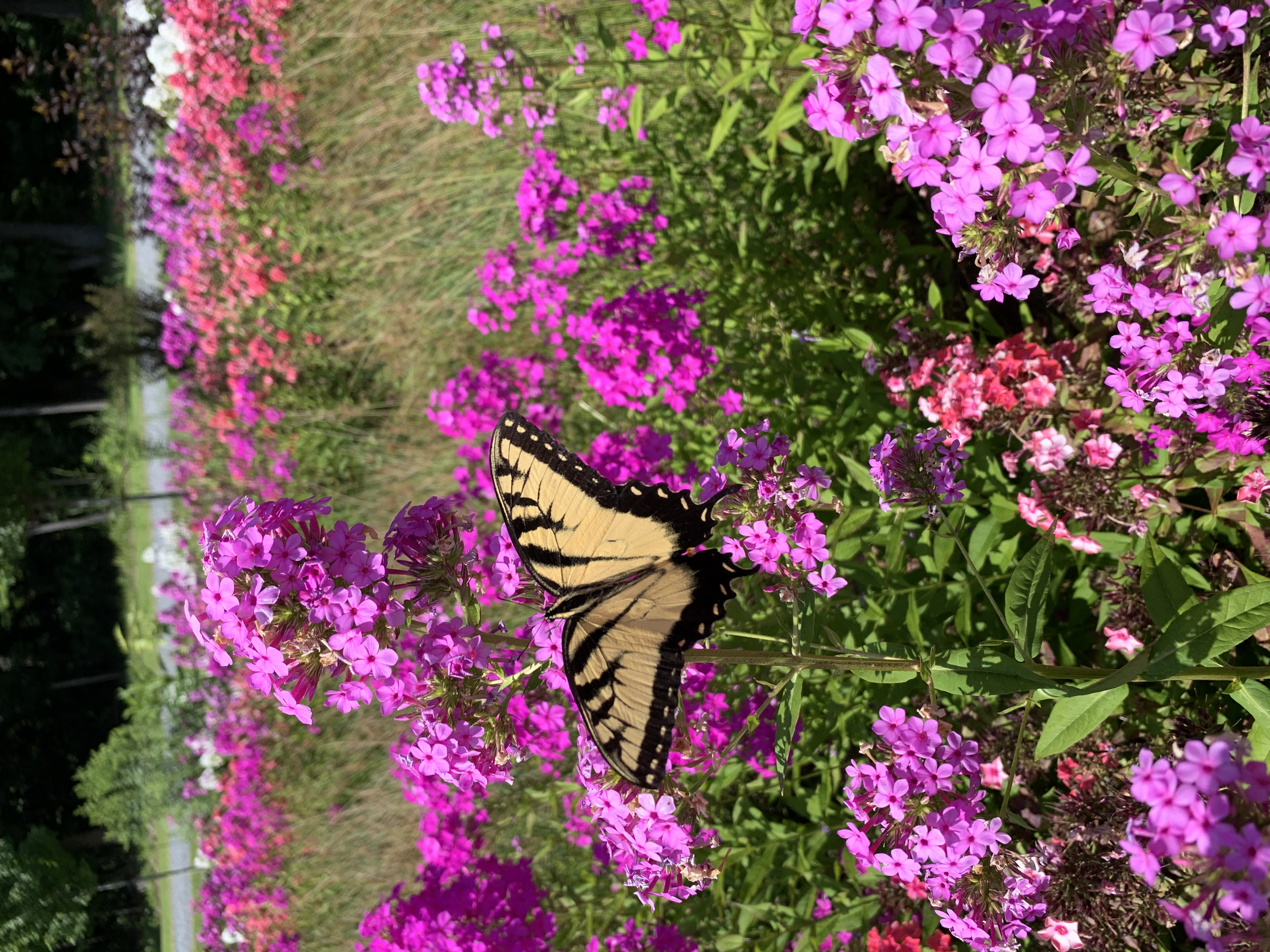 picture of swallowtail